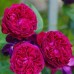 Троянда Фальстаф (Роза Falstaff)